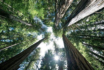 Sustainable funds